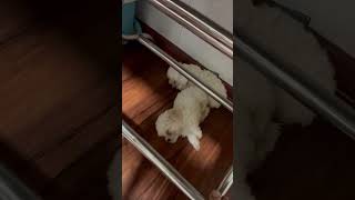 Poodle puppy cute cleverdog dog funny clevercanines dogowner poodle cleveranimals [upl. by Ahrat]