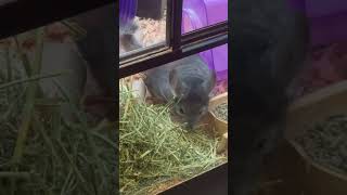 They had a chinchilla chinchilla chinchillas pets cutepets fyp [upl. by Lubet256]