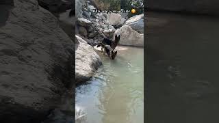 cute music cover song nature kasol chalokasol himachalpradesh [upl. by Robby]