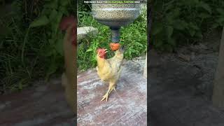 अब मुर्गियों को दाना डालने की जरूरत नहीं 🐔 [upl. by Airaet]