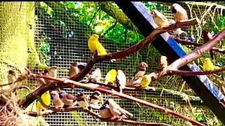 🤩Amazing Bird Breeding Update  Finches Canary Budgies Bird Aviary  S3Ep2 birds nature bird [upl. by Ahtela]