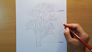 Dictyota diagram  how to draw Dictyota diagram step by step  brown algae diagram [upl. by Gershom692]