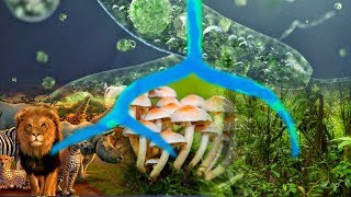 The Evolution of Plants Fungi and Animals  Tree of Life Ep 3 [upl. by Leena]