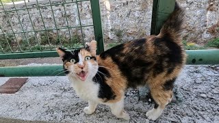 Cute calico cat that starts meowing loudly when it sees me [upl. by Swartz594]