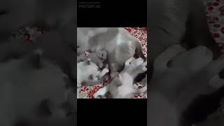 MOMENTO MIAU 1 gatos filhotes miau shortsvideo [upl. by Reisinger967]