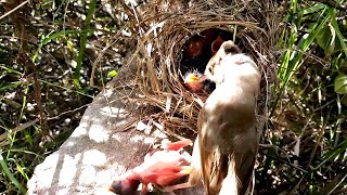 Baby cuckoo bird falls out of nest cuckoo chick falls out of nest birdsandbaby8259 [upl. by Buatti]