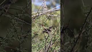 Barred Wren Warbler calling Erongo region Namibia shorts birds birdsinging [upl. by Noda35]