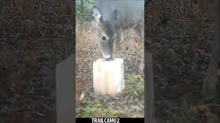 Whitetail Deer enjoying a SWEET amp SALTY treat trailcamera whitetaildeer trailcamfootage [upl. by Fitts]