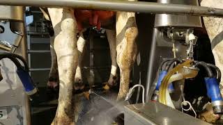 Udder Mister 10 Automated Teat Dip Sprayer [upl. by Farrica]