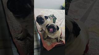 Beahan se milne ki khushi  short  beautiful pug yshort [upl. by Malinin]