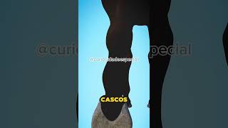 Ferradura nos cascos😨😧curiosidades fatoscuriosos viralshort shorts [upl. by Alegnad456]