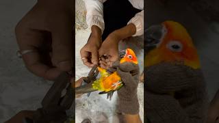 Sun Conure Birds ko ring 💍 phena deya ag 🦜 mini vlogs with birds shortsfeed birds sunconure [upl. by Ulrica]