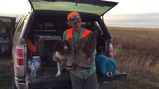 Springer spaniel most versatile hunting dog [upl. by Hersch784]