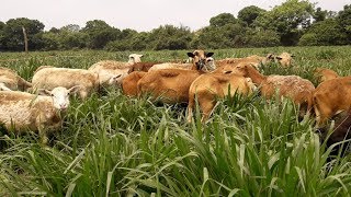 Ovinos en pasto Mulato II en Veracruz Mexico [upl. by Aliekahs]