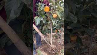 Lets Planting This Beautiful Persimmon Variety satisfying RomFarm [upl. by Heddie556]