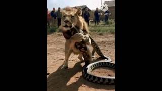 Animal Lion Catcow fight with snakeFantastic video🐉🦁🐄🐈 [upl. by Whall542]