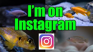 Cichlid BREEDING pair behaviour fish room tips AND Im on Instagram [upl. by Eselahc749]