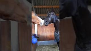 Die Verrückten spielen wieder diesmal in der Box 🙄😅 horses horse [upl. by Einnalem]