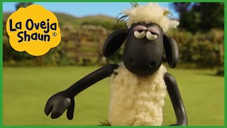 La Oveja Shaun 🐑 Estampida de ovejas 🐑 Dibujos animados para niños [upl. by Profant]