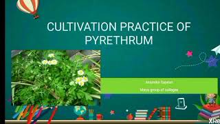 Cultivation practice of pyrethrum [upl. by Attenra775]