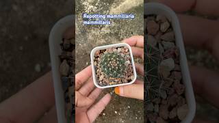 mammillaria mammillaris [upl. by Ignace]