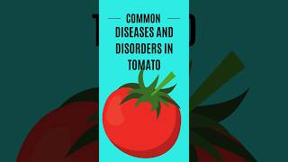 Common diseases and disorders in Tomato cultivation [upl. by Baalbeer]