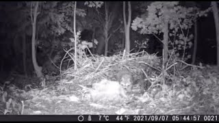 THIS IS THE MOST TERRIFYING FOOTAGE EVER CAPTURED ON A TRAIL CAM [upl. by Divd]