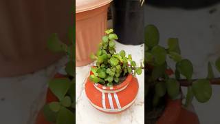 Jade plant growth care tips gardening jadeplantcare youtubeshorts shorts [upl. by Ennaylime]