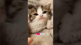 Sweet baby cat funny shorts video [upl. by Heriberto]