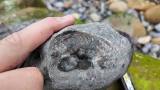 Finding rare ammonites in Ravenscar [upl. by Berk]