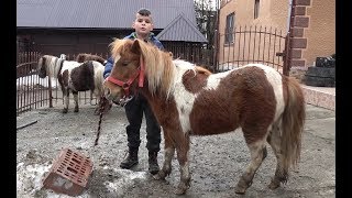 Poneii lui Calin de la Vidra Alba  2019 Nou [upl. by Niatsirt]