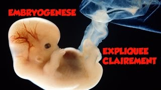 🔴 Dr Astuce  EMBRYOLOGIE EXPLIQUEE CLAIREMENT [upl. by Yong]