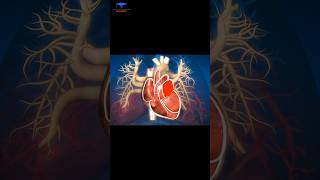 What is the Circulatory System  cardiology [upl. by Helyn]