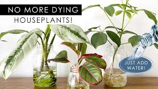 8 INDOOR PLANTS THAT CAN GROW IN WATER NO SOIL NEEDED [upl. by Gabey]