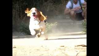 Basset Hound  Test Speed Slow Motion [upl. by Dich]