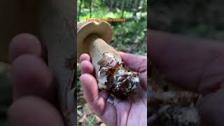 Boletus ReticulatusJuly 2024 asmr asmrmushrooms fungi boletus porchini mushroomhunting [upl. by Analihp]