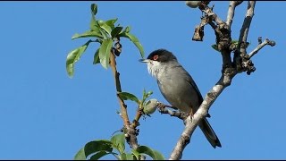 Sardinian Warbler  Curruca melanocephala  Kleine zwartkop  Altea  Spain  March 2015 [upl. by Allisirp]