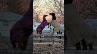 Horses Rearing Up on Their Hind Legs [upl. by Eamon]