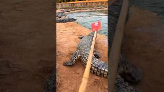 Wild Crocodile Enters Village You Won’t Believe What Happens Nextquot crocodile buaya reptil [upl. by Yhtorod]