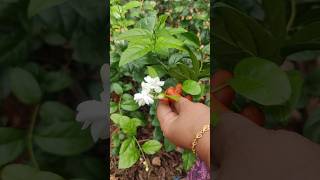 Jasmine harvest  banuammachigarden  song [upl. by Atrebor]