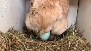 Mavi Yumurtlayan Tavuk Ameraucana Tavuk MaviYumurta chicken laying eggs [upl. by Dittman579]