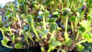 Timelapse Chia Seeds Growing 2 [upl. by Alakam]