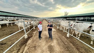 Inaabangang Makita Ito na ang FUTURE of CATTLE INDUSTRY in the Philippines Abra River Ranch [upl. by Rehoptsirhc]