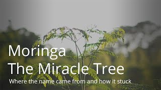 Moringa Benefits Documentary  quotThe Miracle Treequot  moringa moringabenefits [upl. by Rialc]