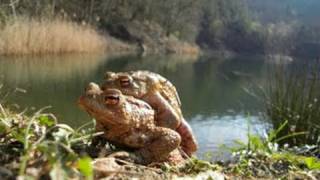 Naturdokumentation  Frösche bei der Paarung und beim Ablaichen [upl. by Nauqad]