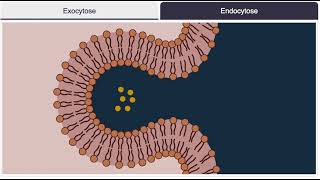 Endocytose exocytose [upl. by Auqinu]