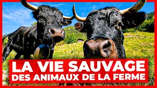 La vie sauvage des animaux de la ferme [upl. by Coretta279]