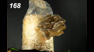 Time Lapse Oyster Mushrooms [upl. by Xantha]