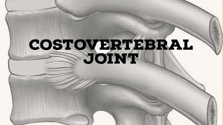 Costovertebral joint [upl. by Shing415]