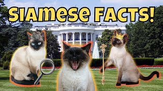 11 Fascinating Facts About Siamese Cats [upl. by Cob1]